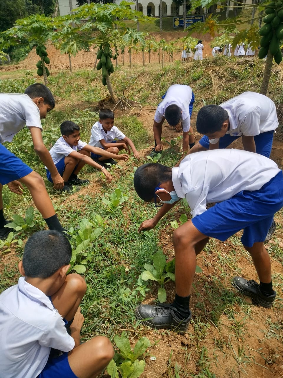 කෘෂි අංශයේ ප්‍රායෝගික ක්‍රියාකාරකම් වල නිරත වීම